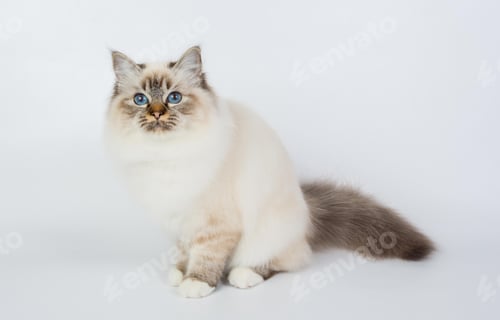 Preview: cute little Birman cat isolated in a removable background, aborable kitten concept