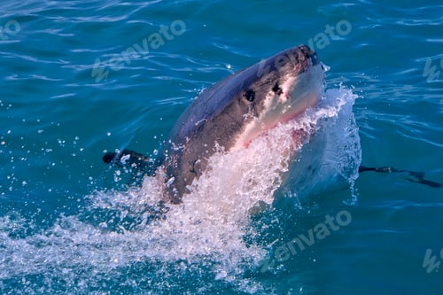 Preview: Great White Shark, Gansbaai, South Africa