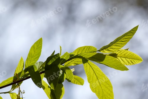 Preview: Springing for Green Leaves