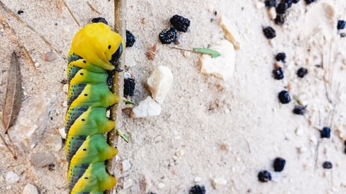 Preview: Caterpillar Acherontia atropos, Death's head hawkmoth, found on the Mediterranean coast on a tree.