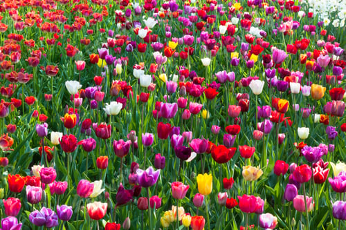 Preview: Multicolored tulip field in Holland