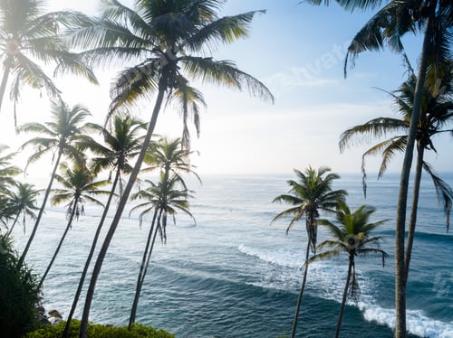Preview: Coconut trees on sunrise seaside island