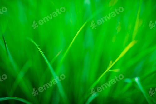 Preview: Green grass background