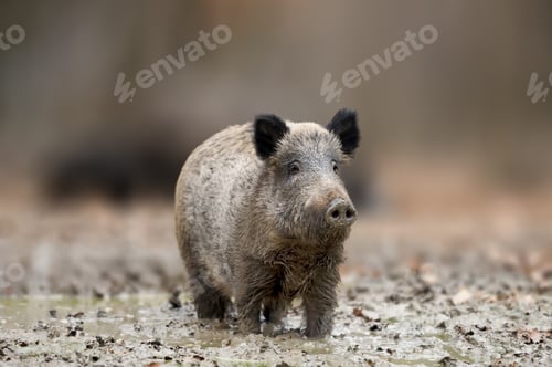 Preview: Big Wild boar. Autumn in the forest.