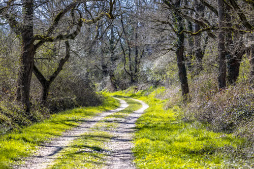 Preview: Trees and blossoming bushes along forest track in March
