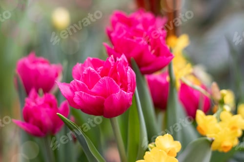Preview: Pink tulips flowers in the garden