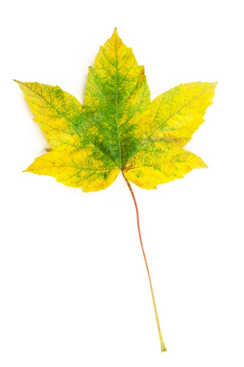 Preview: Yellow leaf isolated on white background