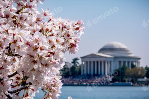 Preview: Breathtaking view of cherry blossoms with blur Thomas Jefferson Memorial in the background