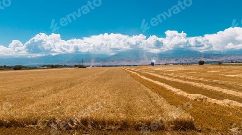 Preview: Aerial view of ripe barley fields