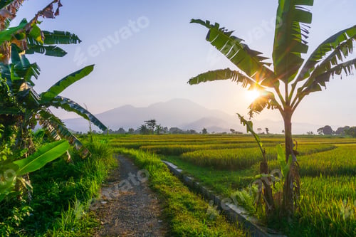 Preview: beautiful morning view from Indonesia of mountains and tropical forest