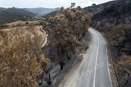 Preview: Burnt trees in forest after wildfire in National Park in Portugal, aerial drone view
