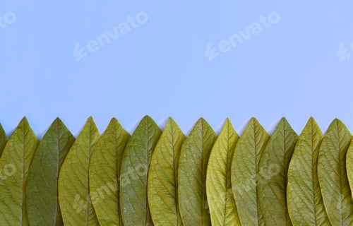 Preview: green leaves pattern on the bottom of photo on blue background