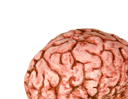 Preview: human brain close up
