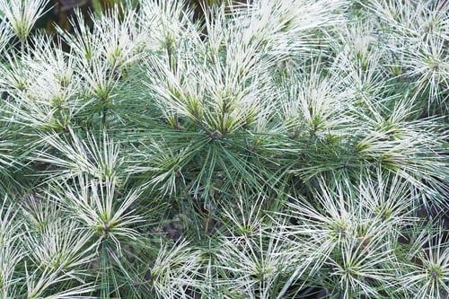 Preview: Dragons Eye Japanese Red Pine (Pinus Densiflora 'Oculus Draconis'). Called Dragons Eye Pine Also