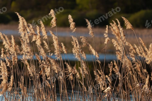 Preview: Pampas grass on the lake or river.