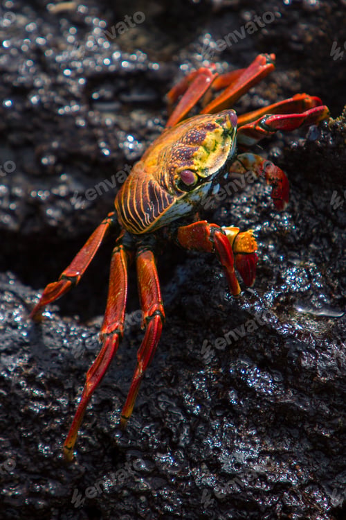 Preview: Sally Lightfoot Crab or Red Rock Crab, Galapagos Islands