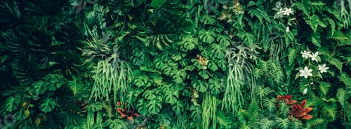 Preview: Group of background tropical green leaves texture. Natural green wallpaper and background.
