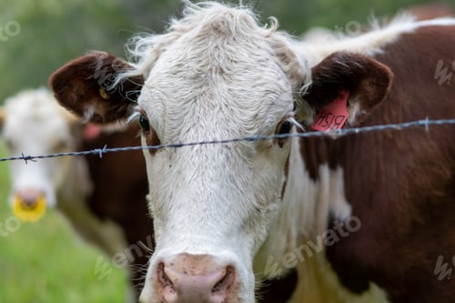Preview: Cow