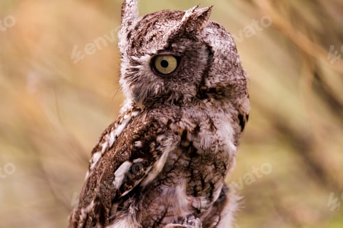 Preview: Western Screech Owl
