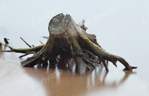 Preview: Stump and root of dead tree in river