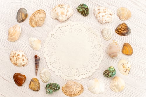 Preview: top view little sea shells different formed and colored on white background sea ocean sea water