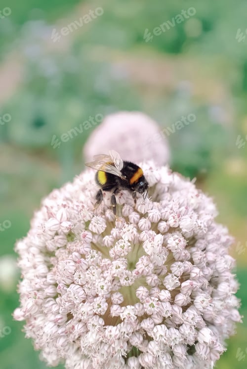 Preview: Bumblebee sits on a white flower