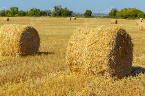 Preview: Golden hay bales in countryside