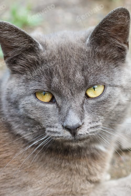 Preview: Portrait of a gray cat with yellow eyes.