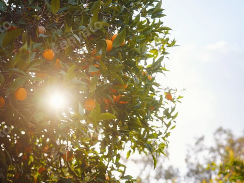 Preview: Trees with fruits.