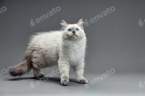Preview: Portrait of a little white kitty on gray background, nice little kitten with big eyes , copy space