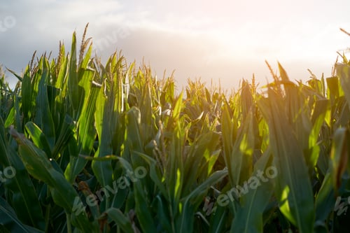 Preview: Detail of the top of a full size corn plantation just before the collection