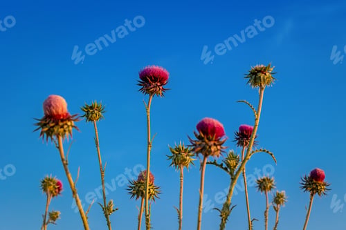 Preview: Thistle flowers on light blue background.