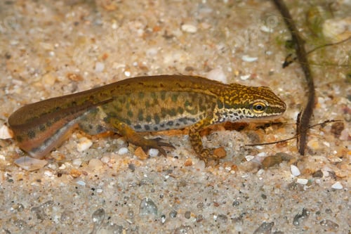 Preview: Close-up on a male European Palmate newt, Lissotriton helveticus underwater