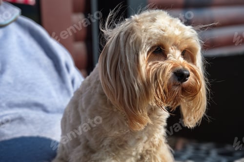 Preview: Portrait of cute little poodle mix puppy in her owner lap