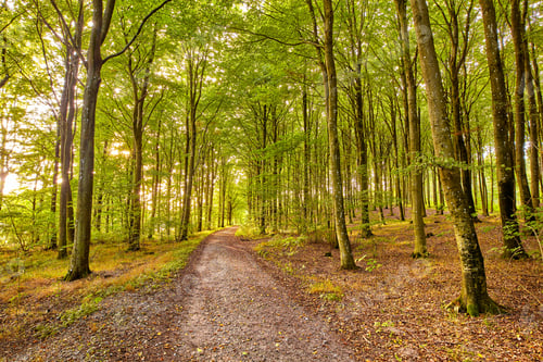 Preview: Images from the Kingdom of Denmark