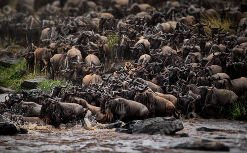Preview: Wildebeest herd in Masai Mara, Kenya during daylight