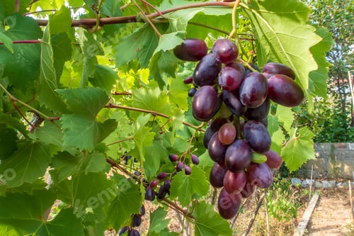 Preview: Red grapes,