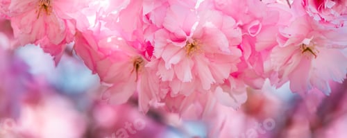 Preview: Sakura flowers, cherry blossom
