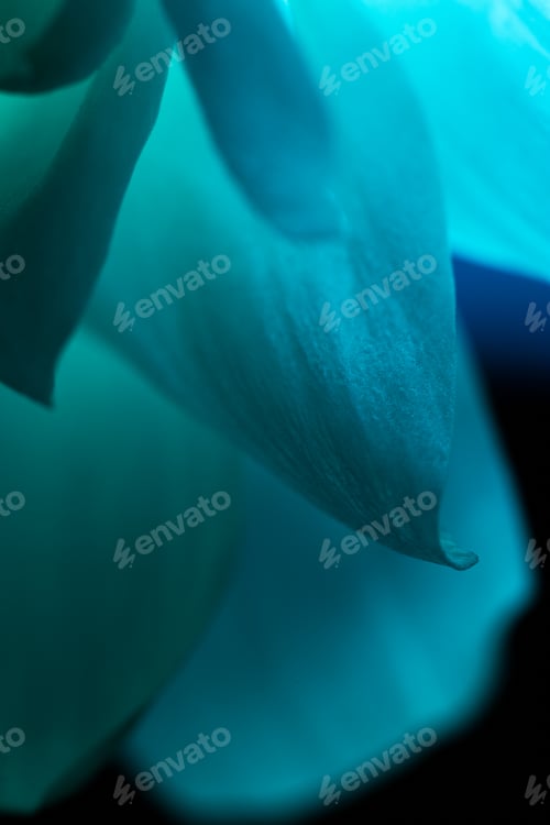 Preview: Petals of blue flower macro shot over black background