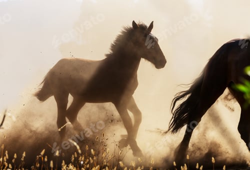 Preview: Horse