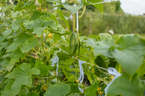 Preview: Organic cucumber plant with its flower at garden. Growing natural plantation agriculture organic
