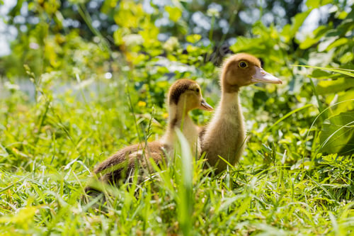 Preview: Little young ducklings are walking on green grass. Domestic animals.
