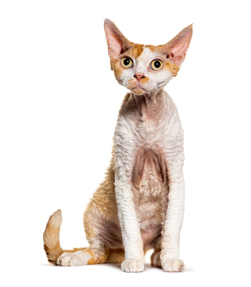 Preview: Devon Rex sitting looking up, isolated on white