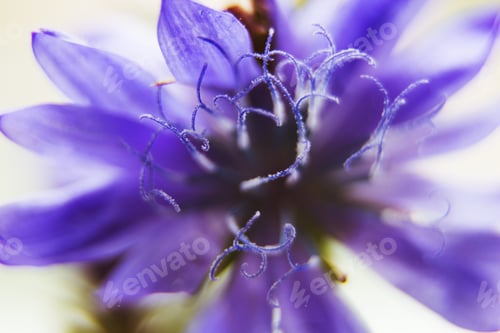 Preview: blue flower close-up. cornflower.