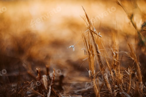 Preview: Long summer dry grass against a sunset. Nature background