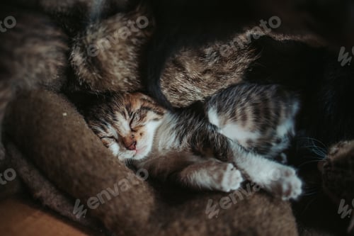 Preview: Closeup shot of an adorable kitten sleeping wrapped in a blanket