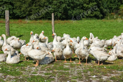 Preview: Geese gaggle grazing on green grass