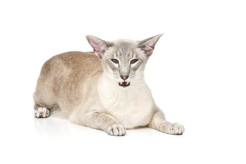 Preview: Beautiful oriental siam cat