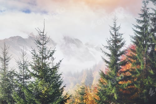 Vorschau: Der
Morgennebel kriecht mit Fetzen über den herbstlichen Bergwald, der mit goldenen Blättern bedeckt ist. Schneebedeckte Gipfel
von