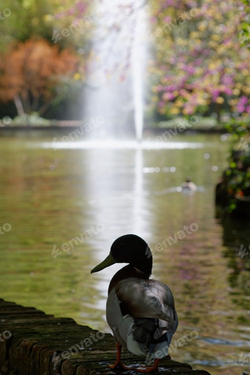 Preview: Duck by pond with fountain